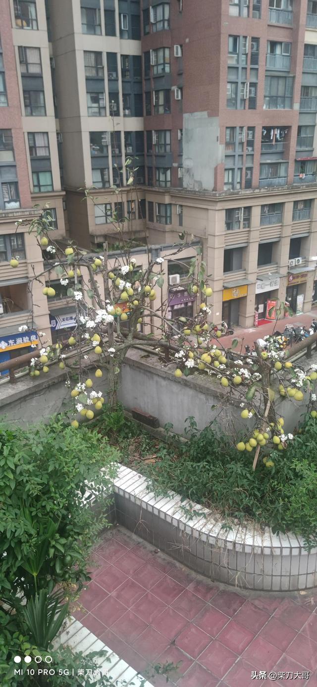 梨树什么时候开花，梨树什么时候开花结果长叶子（四川成都的梨树居然2次开花了）