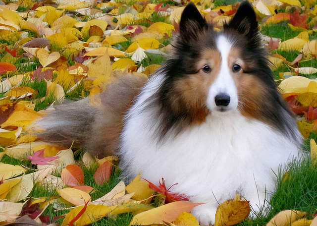 喜乐蒂牧羊犬价格，喜乐蒂牧羊犬的价格（这几点，不是人人都能接受的）