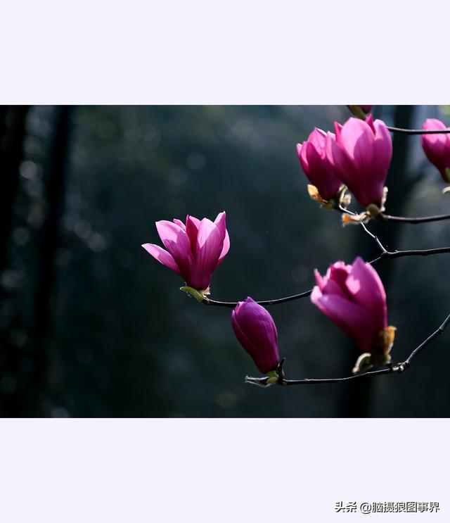浪漫之花朵，一朵鲜花的浪漫（实拍26张玉兰花的照片图片）