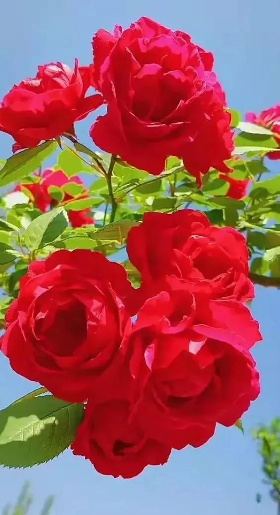 最美的花送给最美的你,最美的花送给最美的你英文(送给你一组美丽多彩