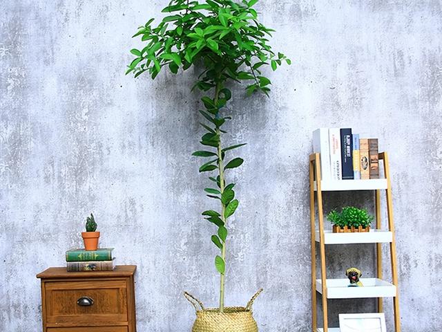 客厅盆景树种前十名，栽客厅里的吉祥富贵树（适合客厅养的9种树）