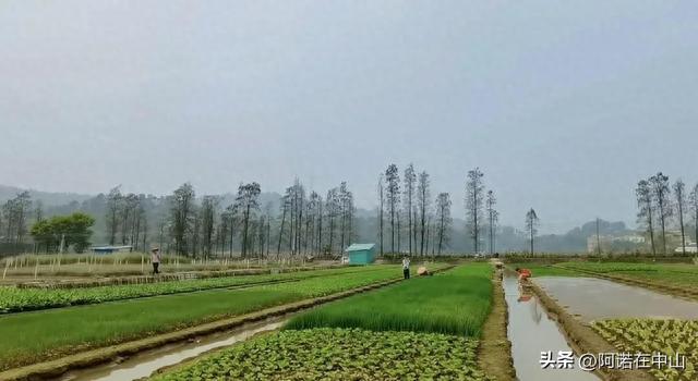 广东中山板芙最值得去的六个地方
