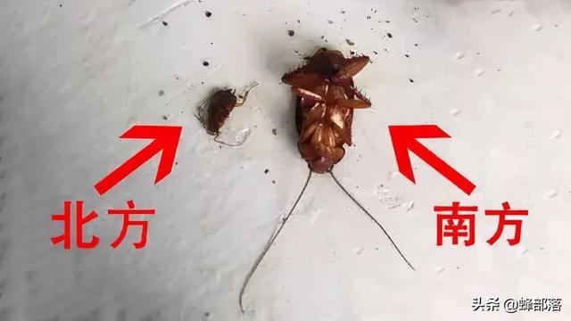 蟑螂是怎么产生的，蟑螂是怎么形成的（人送外号“小强”）
