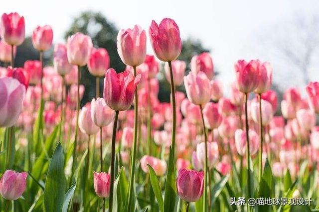 单子叶植物有哪些，各种叶子的用途（10种适合北方庭院种植的花镜植物）