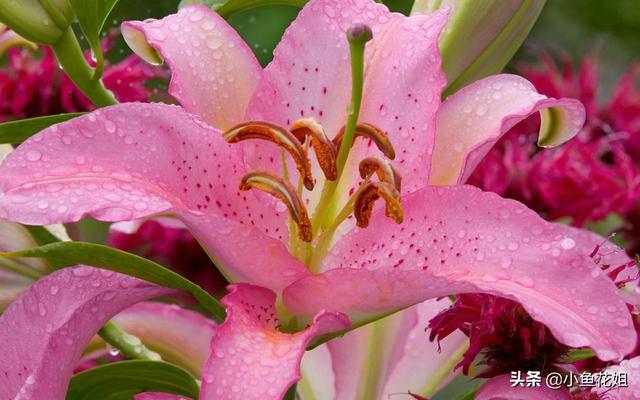 母亲节送什么花，母亲节送什么花最适合（能送给母亲的花不只是康乃馨）