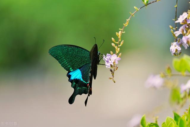 手写的最美情书文字图片 与你相守这一世流年，情书的唯美图片（​写一封情书给你：想你）