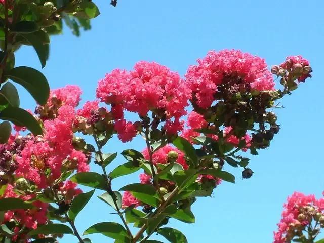 花的种类及花语，花的种类及各自花语（常见植物图鉴，出门识花不求人）