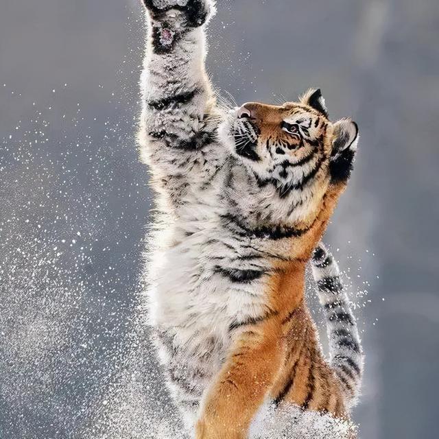 为什么东北虎又叫白额虎，东北虎与白虎的区别（老虎和它的13个外号）