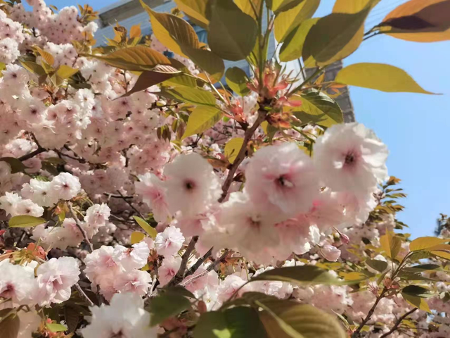 山东外贸职业学院宿舍，2021级山东外贸职业学院新生开学时间和入学指南及入学军训考试（山东外贸职业学院樱花季）