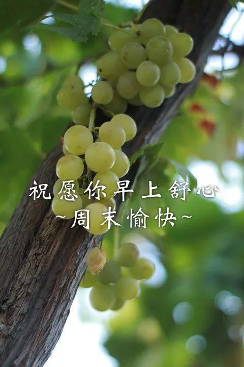 周末愉快的句子，简短的周末愉快的句子（祝福周末快乐的动态图片）