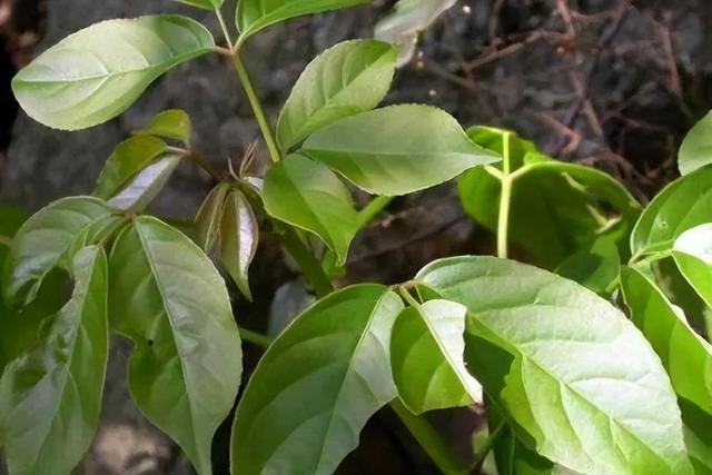 南方长得最快的树，什么树长得最快（以前不被重视而且只在南方生长）