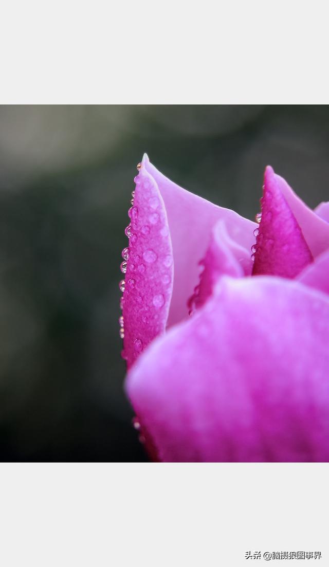 好看的图片。，好看的图片背景（实拍25张唯美的花草照片）