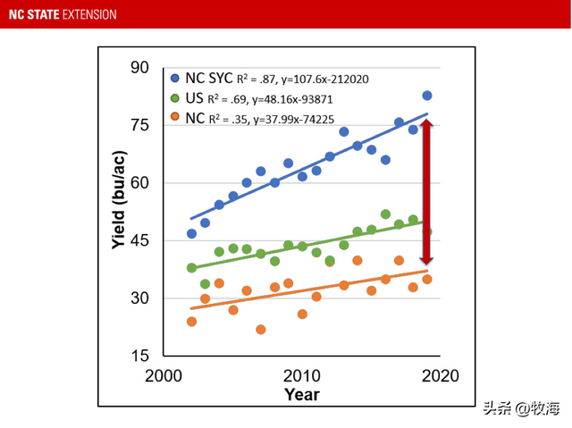大豆和黄豆一样吗，大豆和黄豆是一个东西吗（泗洪发现的野生大豆）