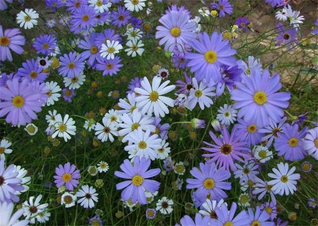 鲜花的花语和花的数目的寓意，鲜花数量的寓意（100种迷人的“数字花”）