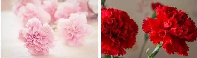 过了这么多年母亲节，中国的母亲花你听说过吗，过了这么多年母亲节（中国“母亲花”）