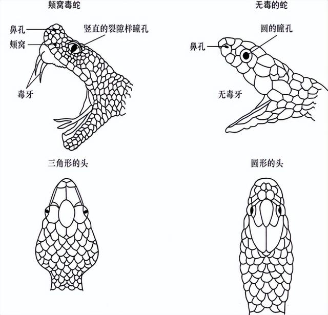 中国十大毒蛇，中国十大毒蛇排名 前十名（我国陆地第一毒蛇银环蛇）