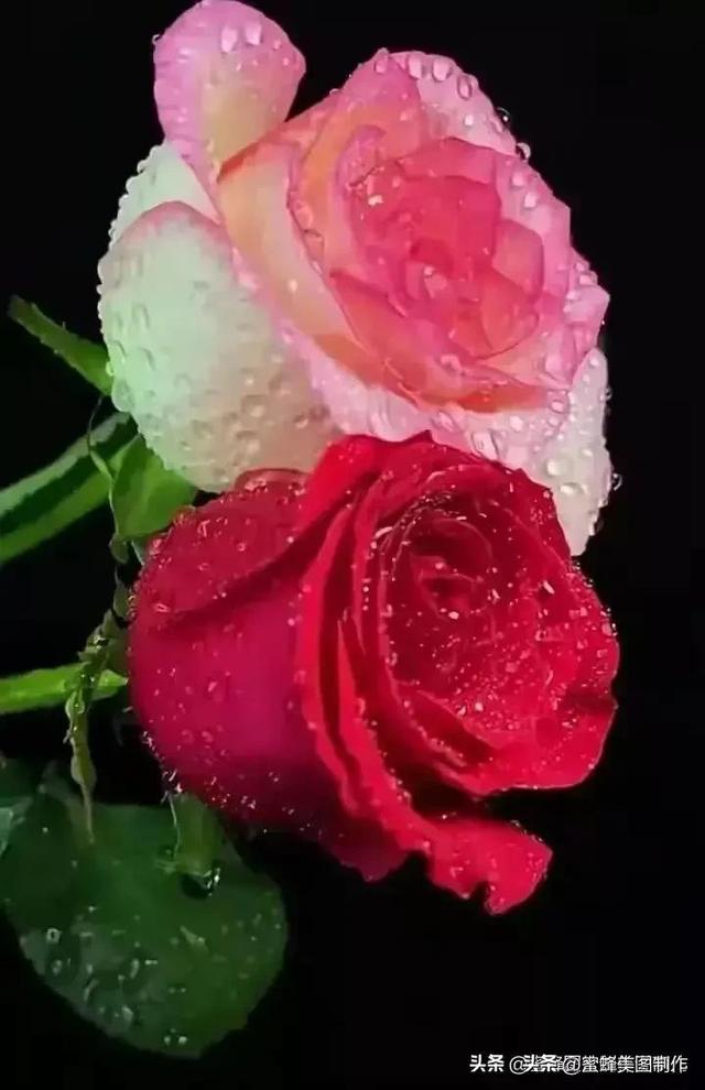 七夕节的图片，七夕浪漫情人节，玫瑰壁纸（七夕节的图片）