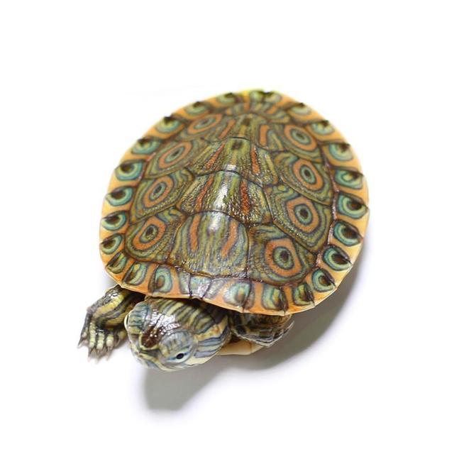 宠物乌龟起什么名字好，浅谈常见宠物乌龟种类-新手饲养篇