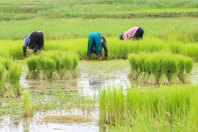 下旬指的是什么时候，下旬指的是几号（为啥谷雨在“月尾”会不好呢）