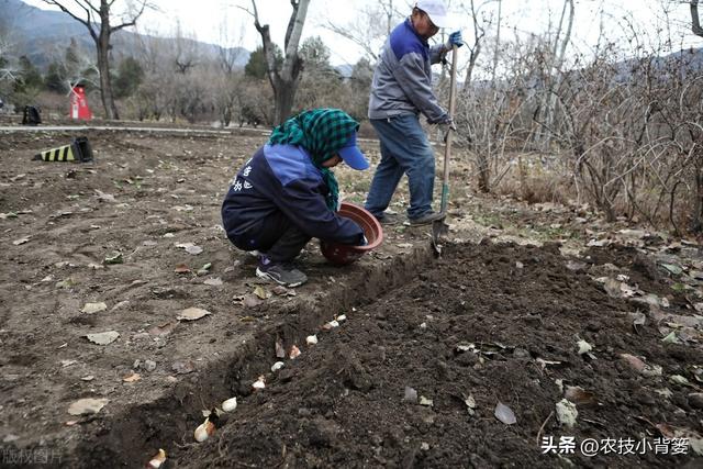怎样在家里种大蒜，如何在家里种大蒜（从播种到越冬前重点注意这几点）