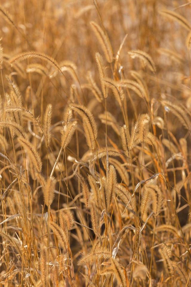 花穗是什么，向日葵的花穗是什么（它的花穗像狗的尾巴）