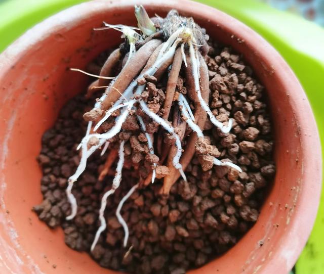 花毛茛，花儿像牡丹、一朵朵盛开、美丽娇艳（花毛茛好养活吗）