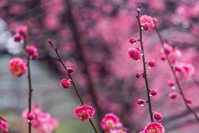 8月都有什么花开放，八月份有什么花开放（一年四季开花植物归纳总结）