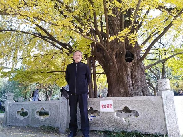 秋天银杏十大绝美诗句，咏上海001号古银杏树
