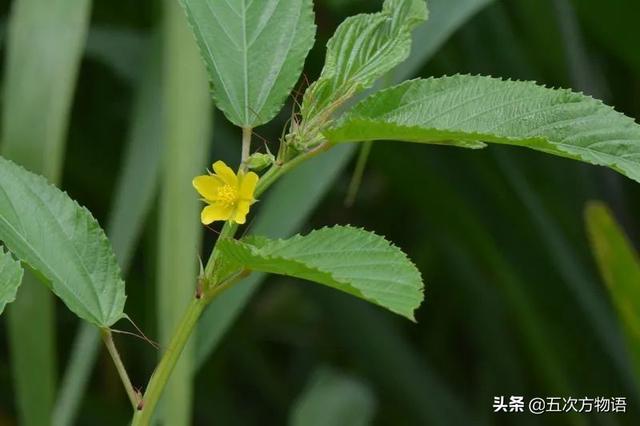 五蠹是哪五个，指的是哪五蠹？之首是儒术吗（中国麻类作物大全）