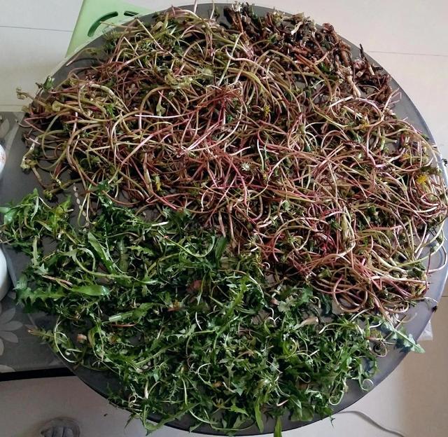蒲公英茶的制作方法步骤窍门，自制蒲公英茶（自制蒲公英茶炒好还是晒好）