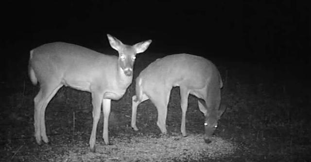 大象腿是怎么形成的，大象腿的特征（失去一条腿的大象都可以存活下来）