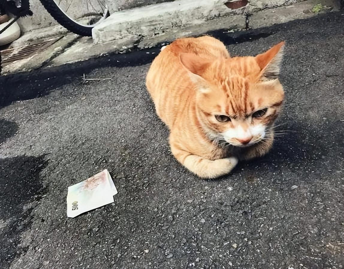 四蹄踏雪猫多少钱(老人常说的) - 价格百科