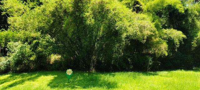 杭州二日游攻略，杭州二日游攻略自由行（杭州-武夷山二日游之绿野仙踪漫游道）