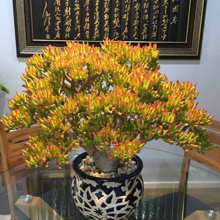 马齿苋多少钱一棵，马齿苋药材价格（堪称“死不了”）