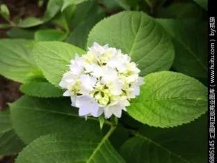 八仙花（八仙花简介，象征希望、美满和团圆（八仙花为什么叫八仙花）