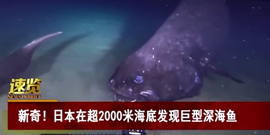 利齿青鱼群，狂乱的利齿青鱼（疑与日本核废水有关）