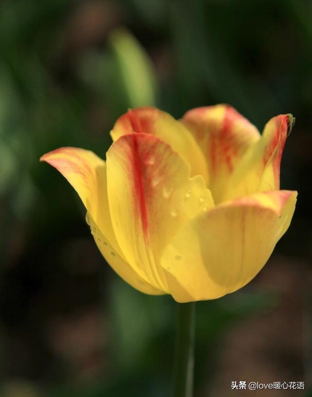 郁金香花语和象征意义，郁金香花语及象征意义（郁金香的花语及寓意）