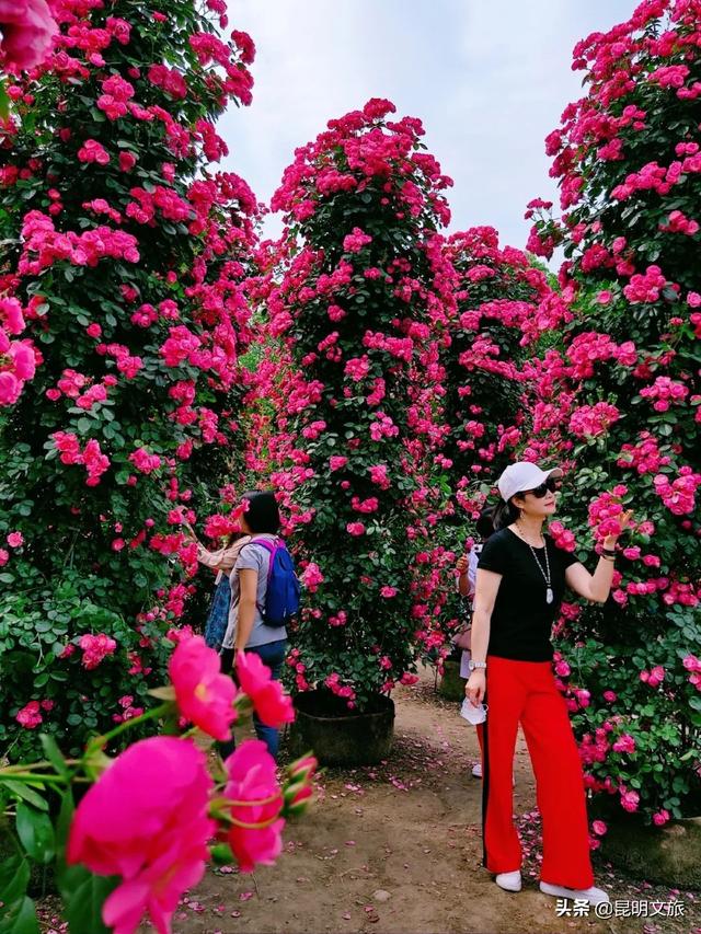 市花和市树是什么，杭州的市树和市花是什么（昆明400亩网红月季花海）