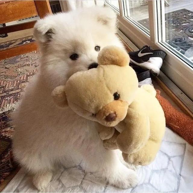 狗头像可爱微信头像，可爱狗狗头像（可爱狗子头像）