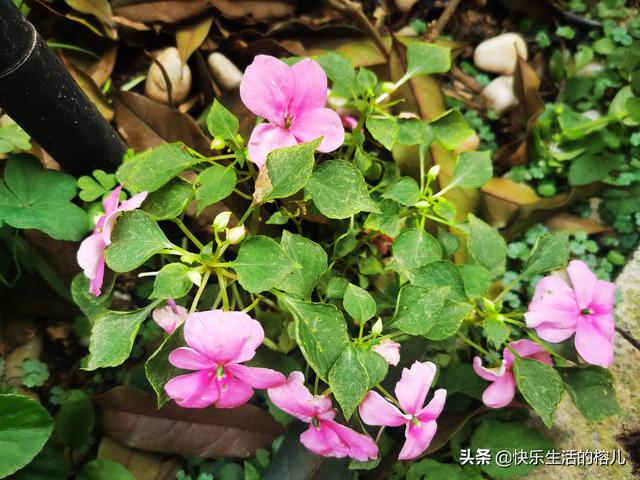 水梅花的养殖方法和注意事项，水梅花的养殖方法（非洲凤仙，值得拥有）