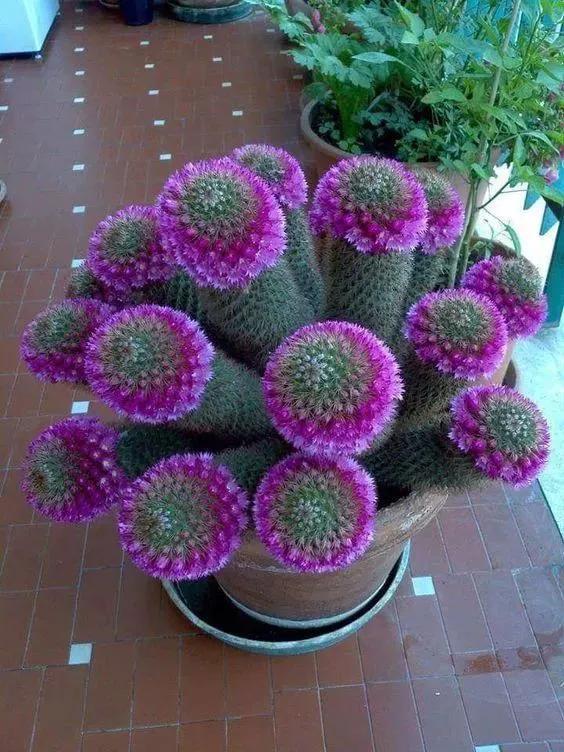 仙人掌开花图片，八种开花勤快的仙人掌植物（40多种罕见的仙人掌开花图）