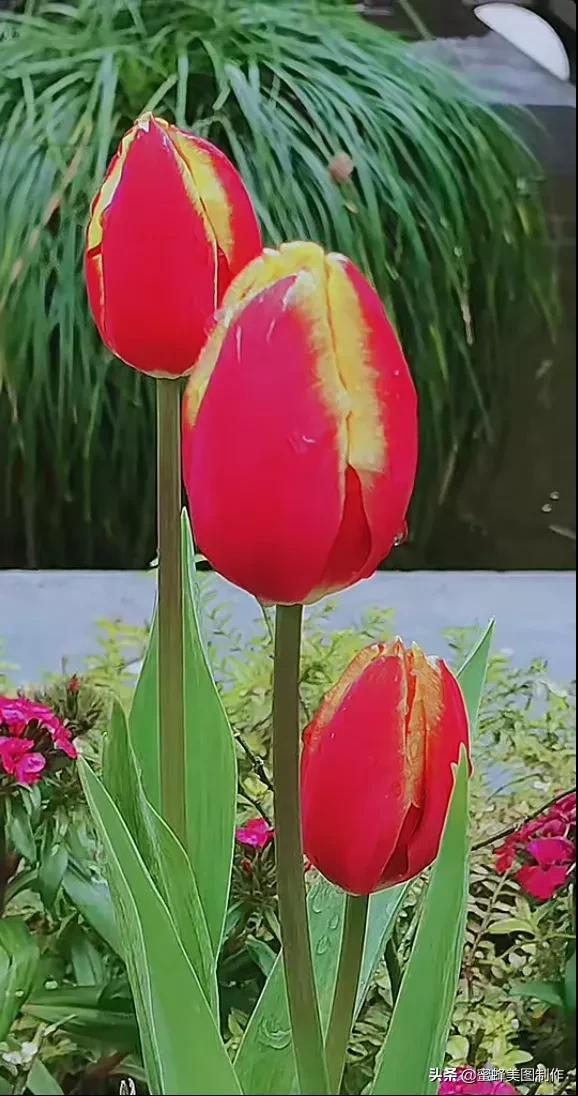 花草图片,一花一世界(花草图片自然风景)