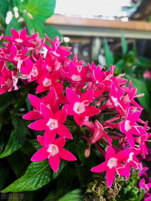 什么是石竹梅花，一花一欢喜