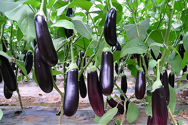 夏季蔬菜有哪些种类,夏季蔬菜品种大全(春季蔬菜品种大全)