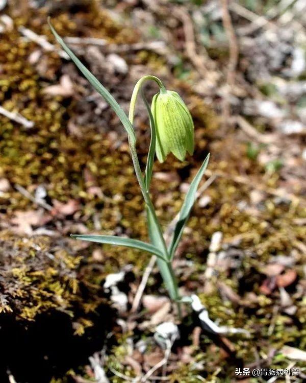 曼陀罗花的图片，曼陀罗花是什么（301味中药材的原植物彩色图谱）