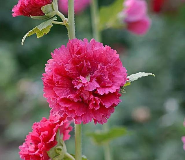 鲜花的花语和花的数目的寓意，鲜花数量的寓意（100种迷人的“数字花”）