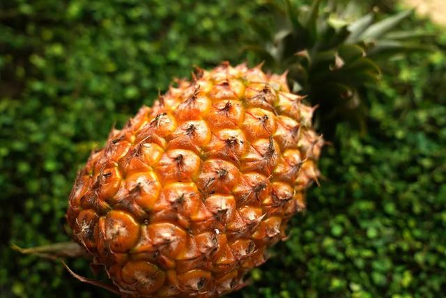 凤梨里面是籽还是虫，凤梨里面的是黑籽还是虫卵（现在还有多少人不知道菠萝和凤梨的关系）