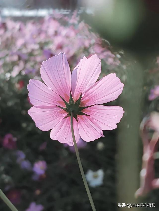 什么情况下拍照用HDR模式，拍照中的hdr是什么模式（你想不到的公园拍照技巧）