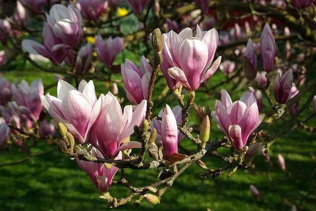 玉兰花几月份开花，玉兰花什么季节开花（玉兰花，了解一下）