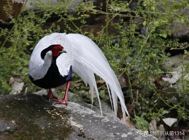 白娴鸟（白娴鸟图片，白娴鸟怎样的养殖（白鹇鸟唯美图片）